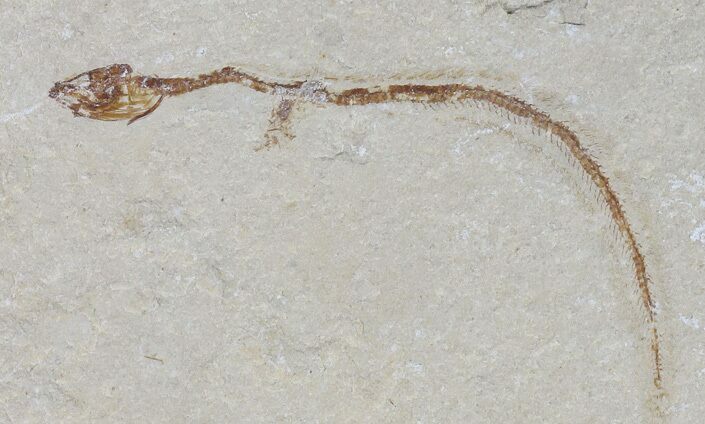 Cretaceous Primitive Eel (Enchelion) - Lebanon #70293